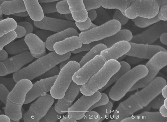 Bifidobacterium infantis M-63